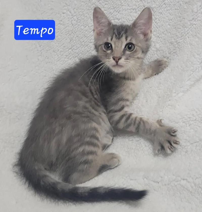 Tempo thumbnail 6