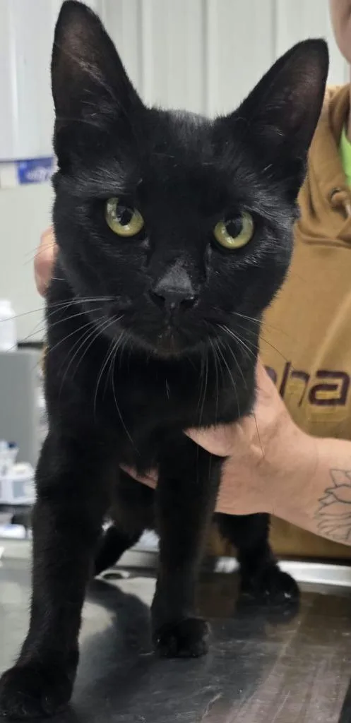 A young small-sized female American Bobtail cat named Salem for adoption in Hillsdale, IN