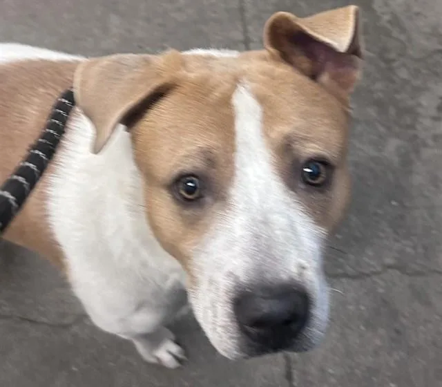 A young medium-sized male Australian Cattle Dog / Blue Heeler dog named Webster for adoption in Tucson, AZ