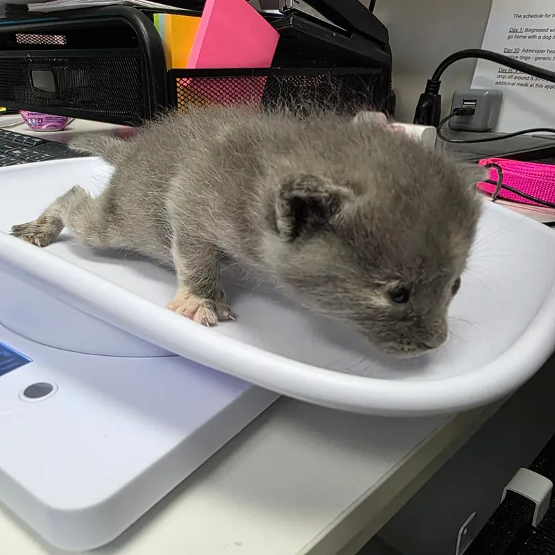 A baby small-sized female Gray / Blue / Silver Domestic Short Hair cat named Ember for adoption in Jupiter, FL