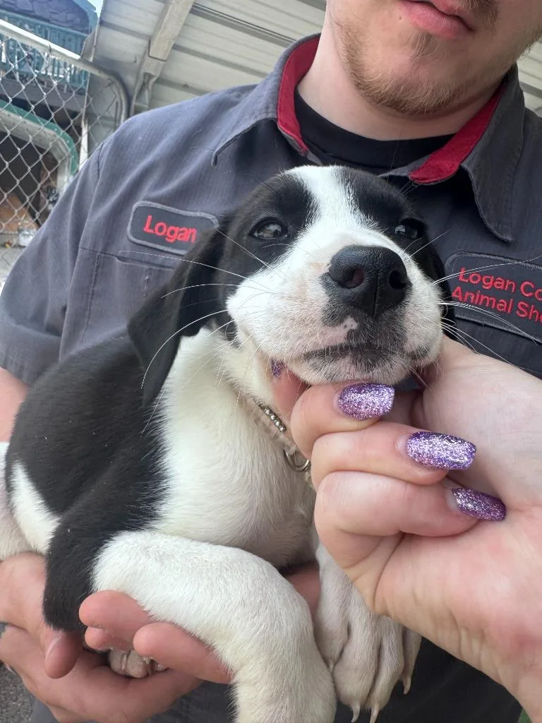 A baby medium-sized female Labrador Retriever dog named Latte for adoption in Russellville, KY