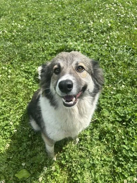 An adult medium-sized female Australian Shepherd dog named Leia for adoption in Osage Beach, MO
