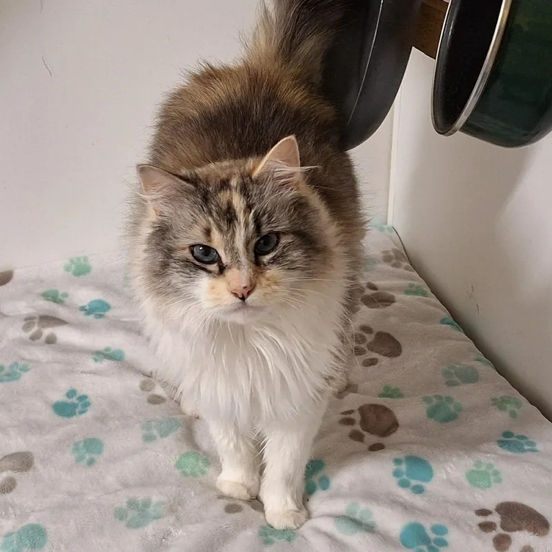 Bella