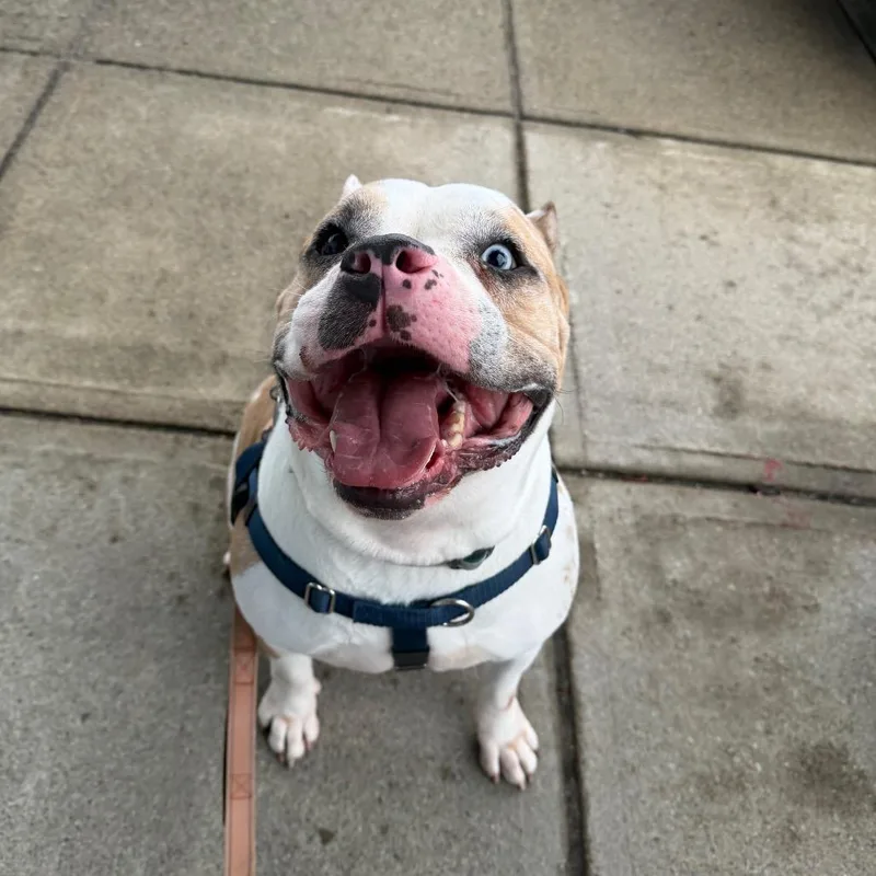 Nantucket thumbnail 3