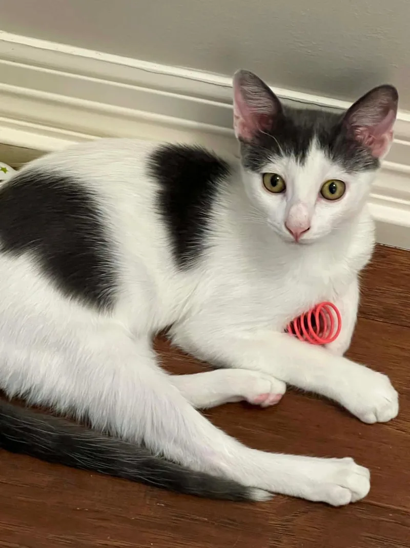 A baby medium-sized male Domestic Short Hair cat named Baby for adoption in Kerrville, TX