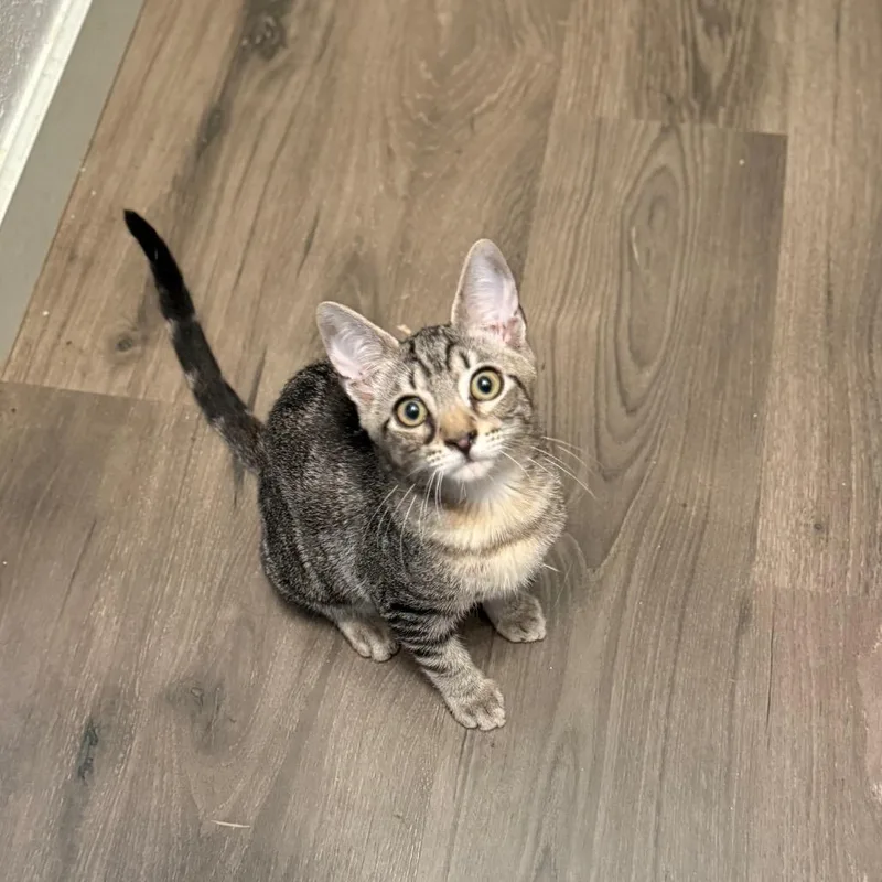 A baby small-sized male Brown / Chocolate Domestic Short Hair cat named Sheepstealer for adoption in Port Richey, FL