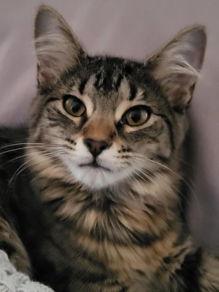 A baby medium-sized female Domestic Medium Hair cat named Victoria for adoption in Youngsville, NC