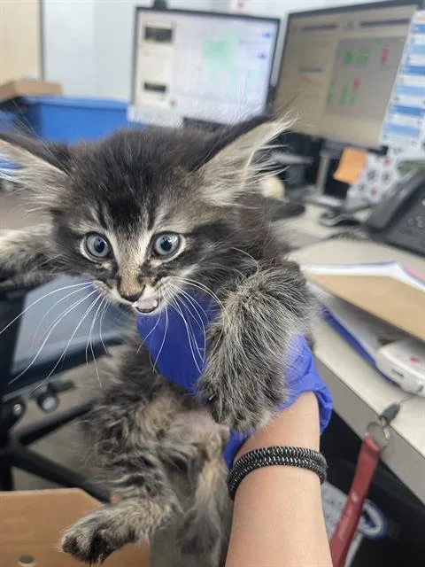 A baby medium-sized male Domestic Short Hair cat named Og for adoption in Dallas, TX