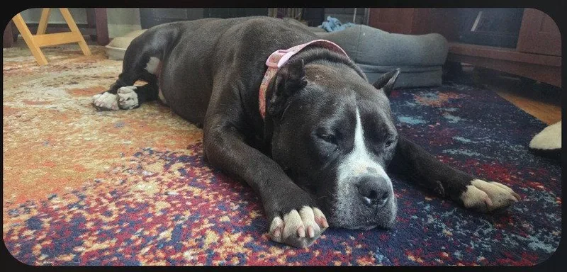 An adult large-sized male Terrier dog named Tank for adoption in St. Louis, MO