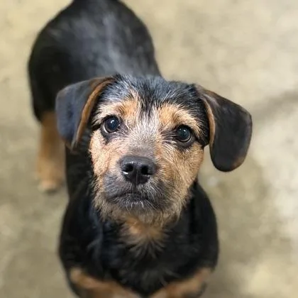A baby small-sized male Jack Russell Terrier dog named Dobby for adoption in Sacramento, CA
