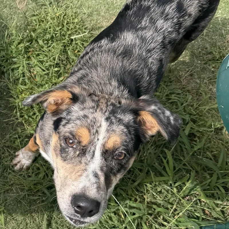 A baby medium-sized female Mixed Breed dog named Rory for adoption in Ocean View, NJ
