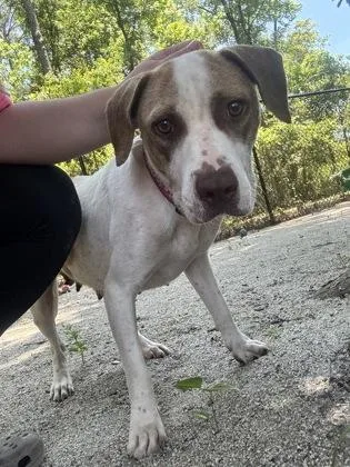 A young medium-sized female White / Cream Mixed Breed dog named Moon for adoption in Georgetown, SC
