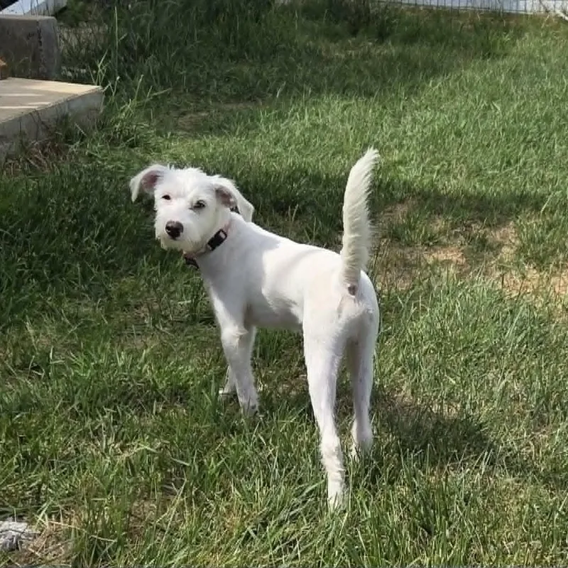 A baby small-sized male White / Cream Terrier dog named Finn for adoption in Loveland, CO