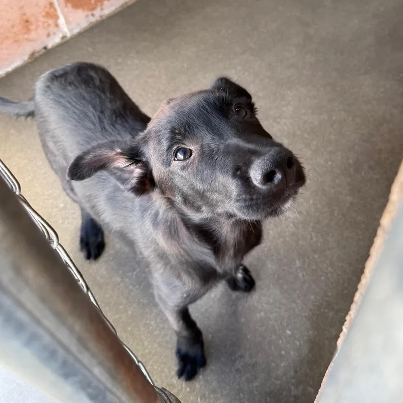A baby small-sized male Black Shepherd dog named Dugan for adoption in Santa Barbara, CA