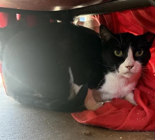 A young medium-sized male Domestic Short Hair cat named 3-8 for adoption in San Antonio, TX