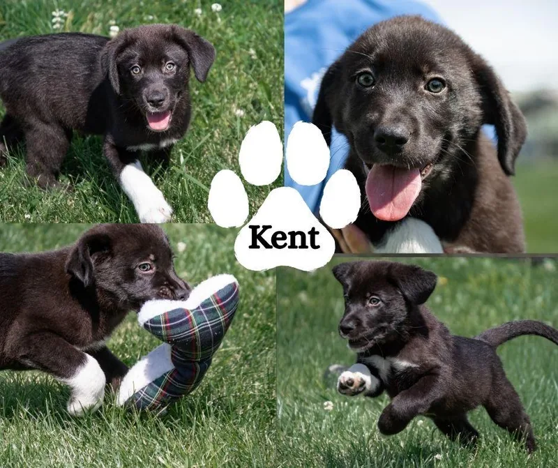 A baby medium-sized male Black Labrador Retriever dog named Kent for adoption in Albany, NY
