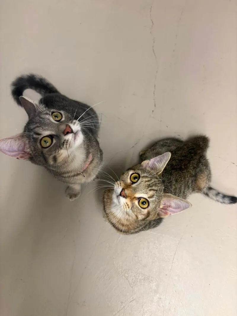 A baby medium-sized male Domestic Short Hair cat named Patch and Stitch for adoption in Rochester, NY