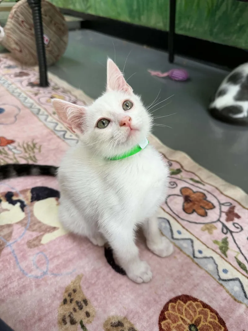 A baby medium-sized male White Turkish Van cat named Haden for adoption in Tavares, FL