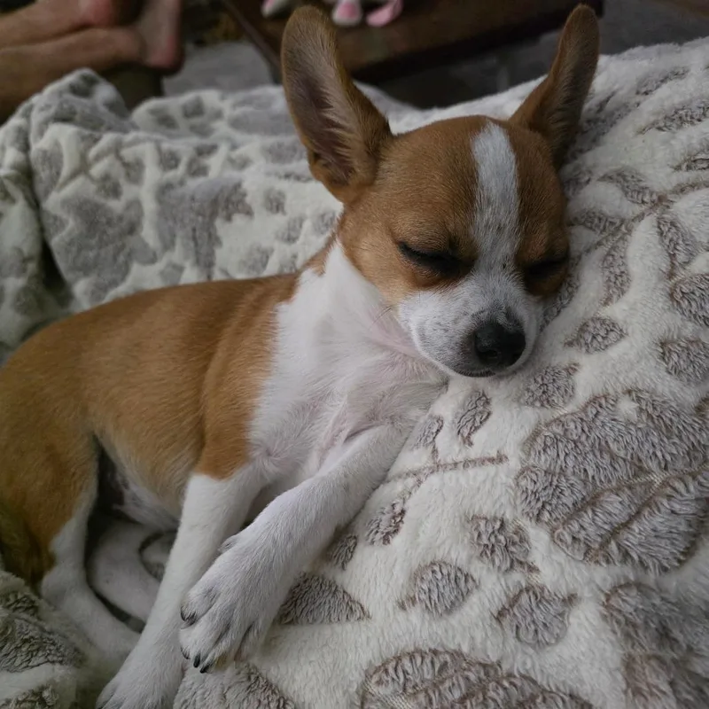A baby small-sized male Terrier dog named Fred for adoption in Raleigh, NC