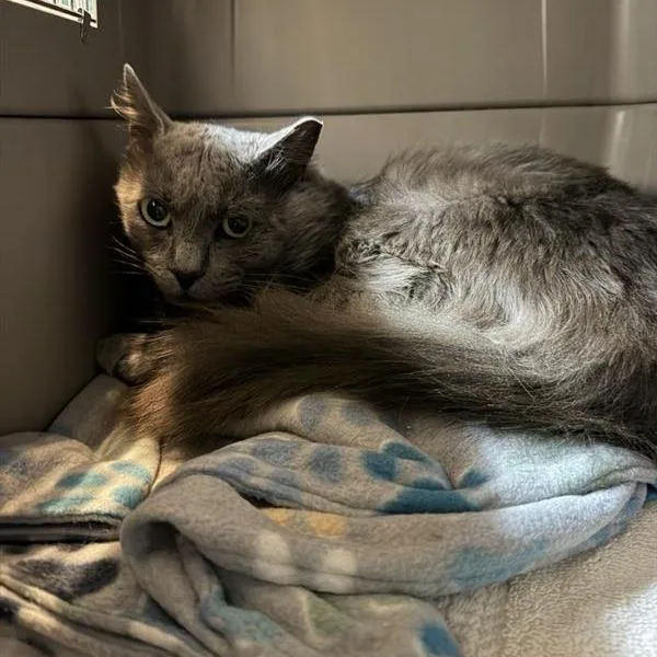 An adult large-sized male Gray / Blue / Silver Domestic Long Hair cat named Smelly Cat for adoption in Buellton, CA