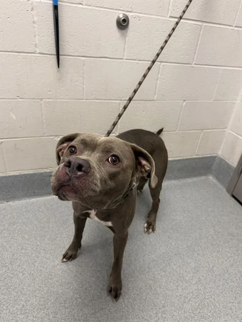 An adult large-sized female Pit Bull Terrier dog named Misty for adoption in Indianapolis, IN