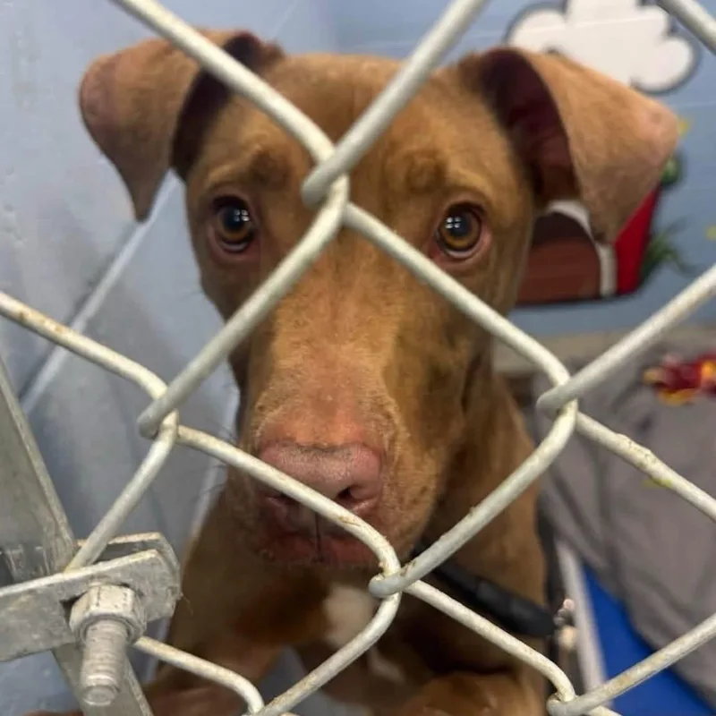 A young medium-sized male Vizsla dog named Alfred for adoption in Collinsville , OK