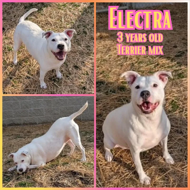 An adult large-sized female White / Cream Pit Bull Terrier dog named Electra for adoption in Franklin, IN