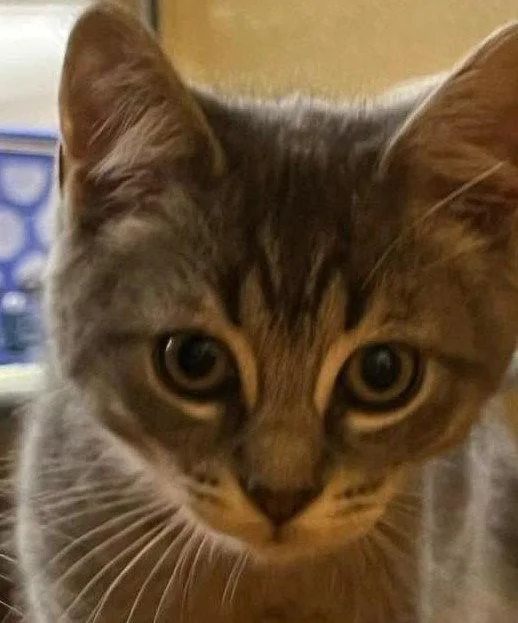 A young medium-sized female Domestic Short Hair cat named Leona for adoption in Spring Lake, NJ