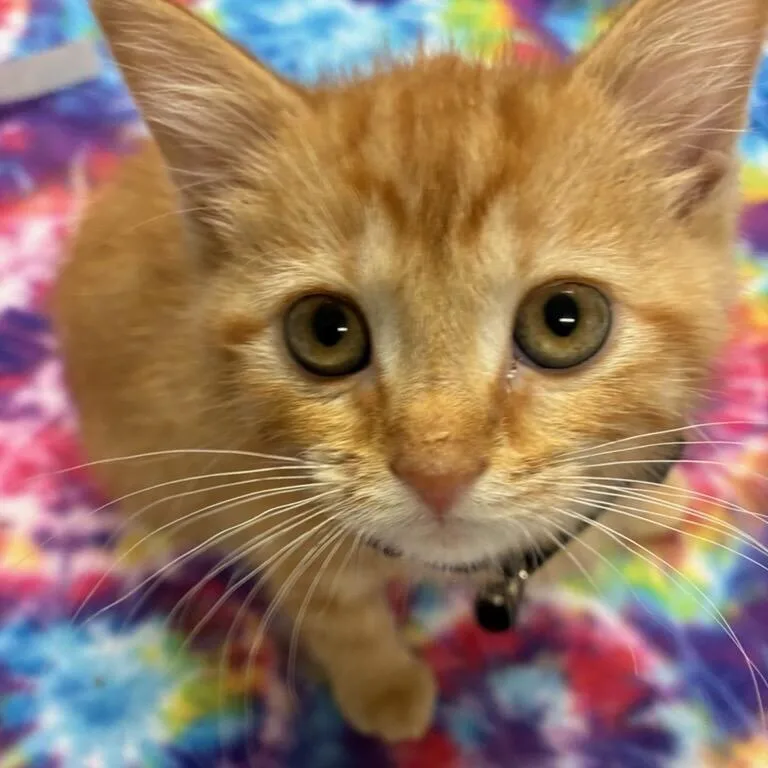 A baby small-sized male Orange / Red Domestic Short Hair cat named Sleepy for adoption in Tulsa, OK