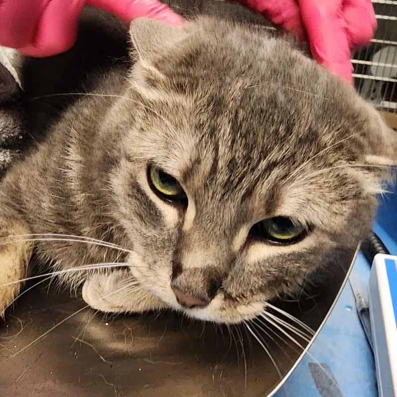 An adult large-sized male Gray / Blue / Silver Domestic Short Hair cat named Kat for adoption in Greenville, SC