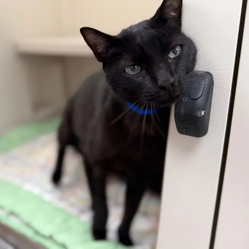 An adult large-sized male Black Domestic Short Hair cat named Jeremy for adoption in Sarasota, FL