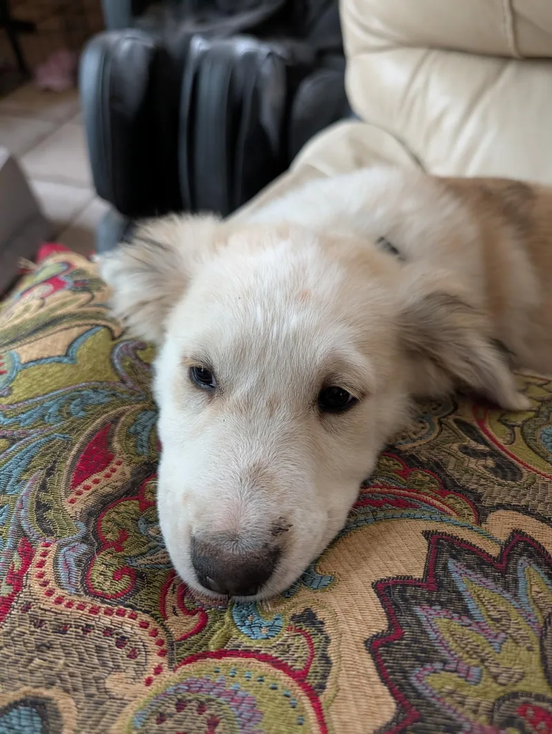 Morgan Maha thumbnail 2