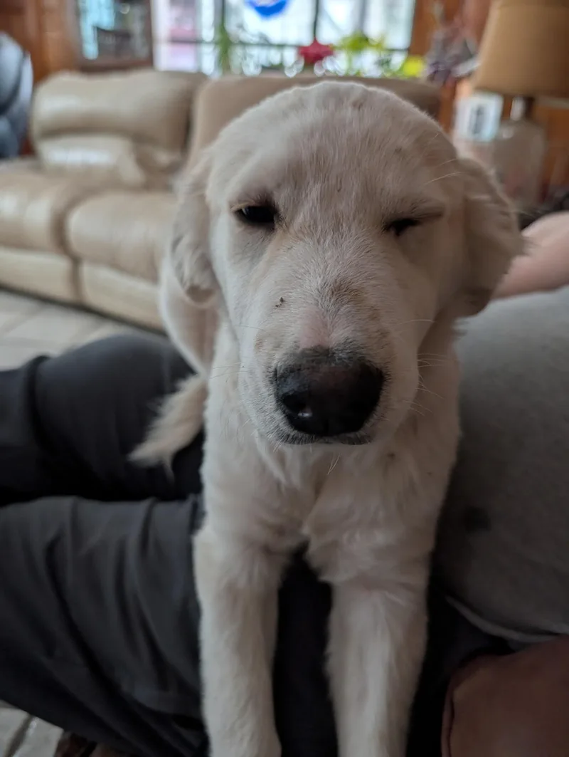 Morgan Maha thumbnail 3