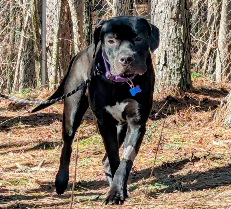 An adult large-sized male Mastiff dog named Baloo for adoption in Roswell, GA