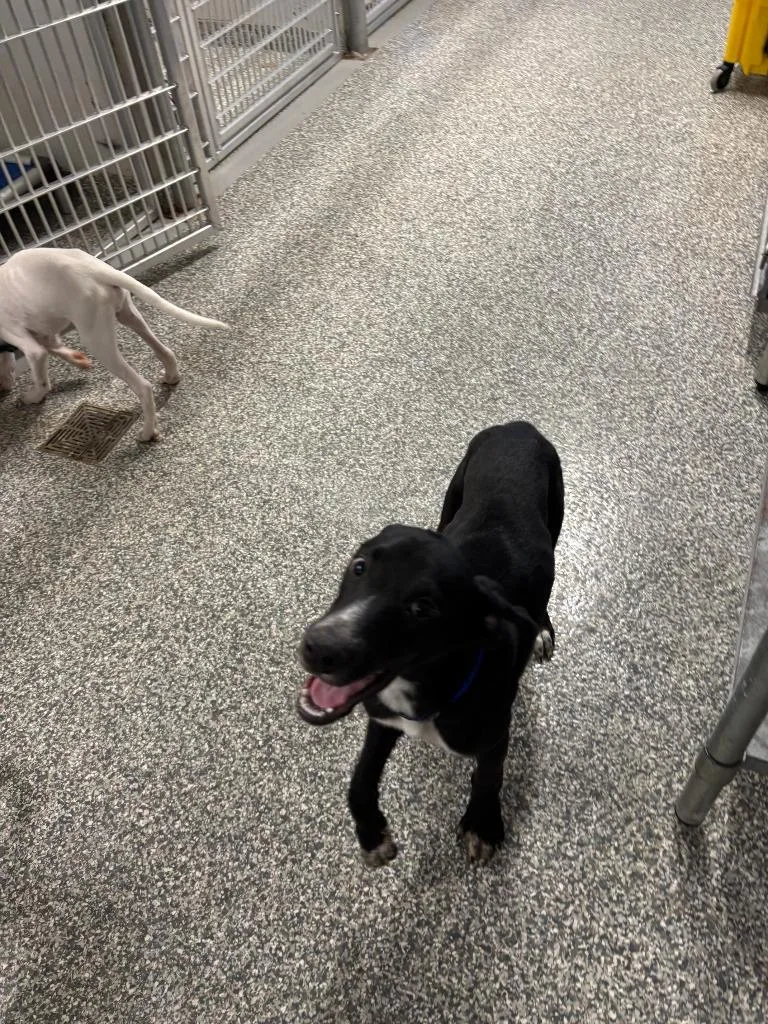 A baby medium-sized male Labrador Retriever dog named James for adoption in Mustang, OK