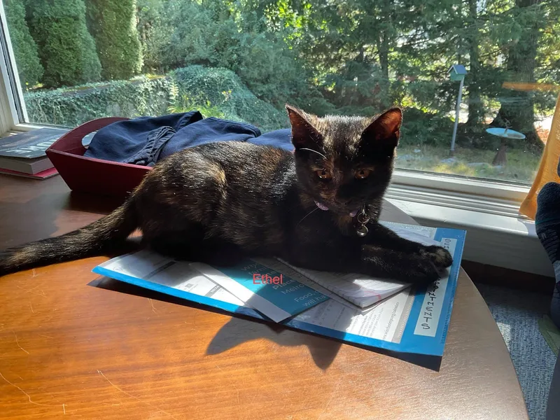 A baby medium-sized female Domestic Short Hair cat named Lucy and Ethel for adoption in Melrose, MA