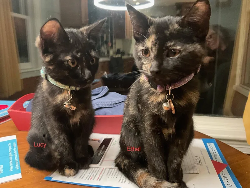 Lucy and Ethel thumbnail 6