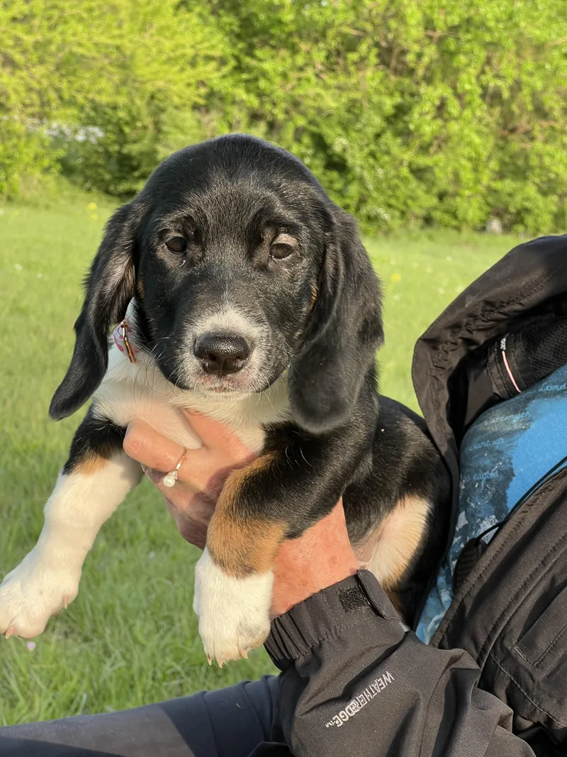 A young medium-sized female Basset Hound dog named Baby for adoption in Auburn, KS