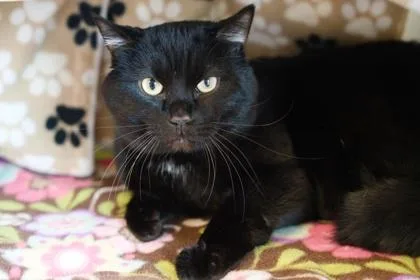 Loki