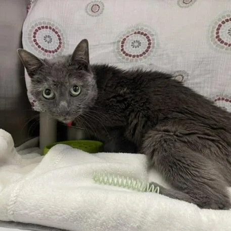 A senior medium-sized female Gray / Blue / Silver Domestic Short Hair cat named Sade for adoption in Philadelphia, PA