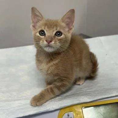 A baby small-sized female Cream / Ivory Domestic Short Hair cat named Fred for adoption in Tampa, FL