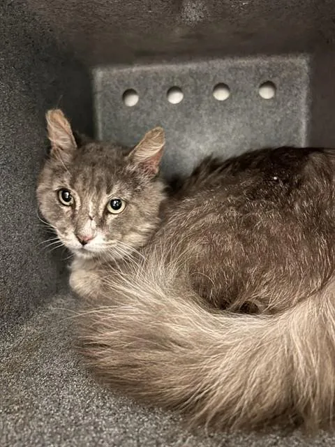 An adult small-sized male Domestic Medium Hair cat named Bobbie Boy for adoption in Riverside, CA