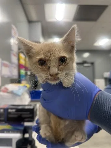 A baby small-sized male Domestic Medium Hair cat named Juan for adoption in San Martin, CA