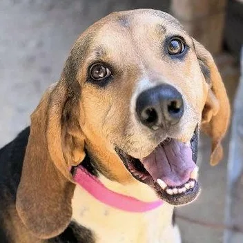 A young large-sized female Treeing Walker Coonhound dog named Galaway Girl for adoption in Leawood, KS