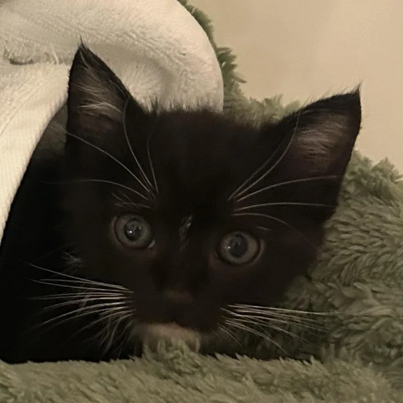 A baby small-sized female Domestic Medium Hair cat named Midnight for adoption in Greensboro, NC