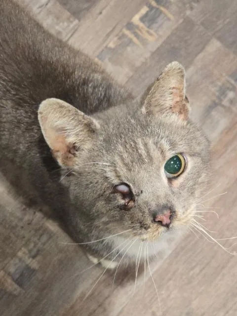 An adult medium-sized male Domestic Short Hair cat named Scraggy Bay for adoption in Cincinnati, OH