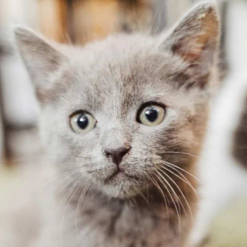 A baby small-sized male Gray / Blue / Silver Domestic Short Hair cat named Jean for adoption in Los Angeles, CA