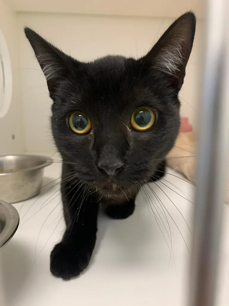 A young small-sized female Domestic Short Hair cat named Carol for adoption in Greenfield, IN