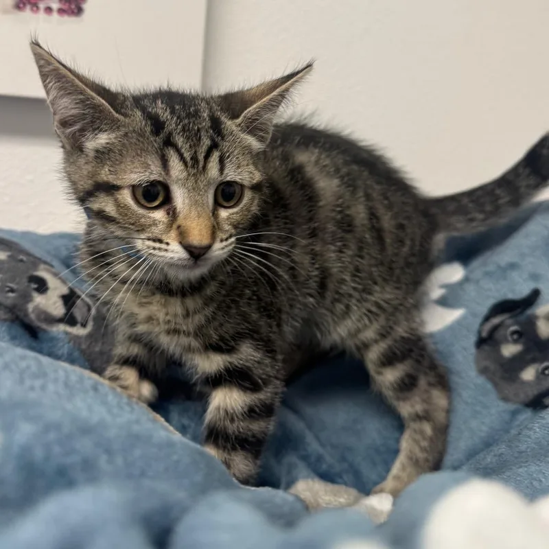 A baby small-sized male Brown / Chocolate Domestic Short Hair cat named Eeyore for adoption in Henderson, NV