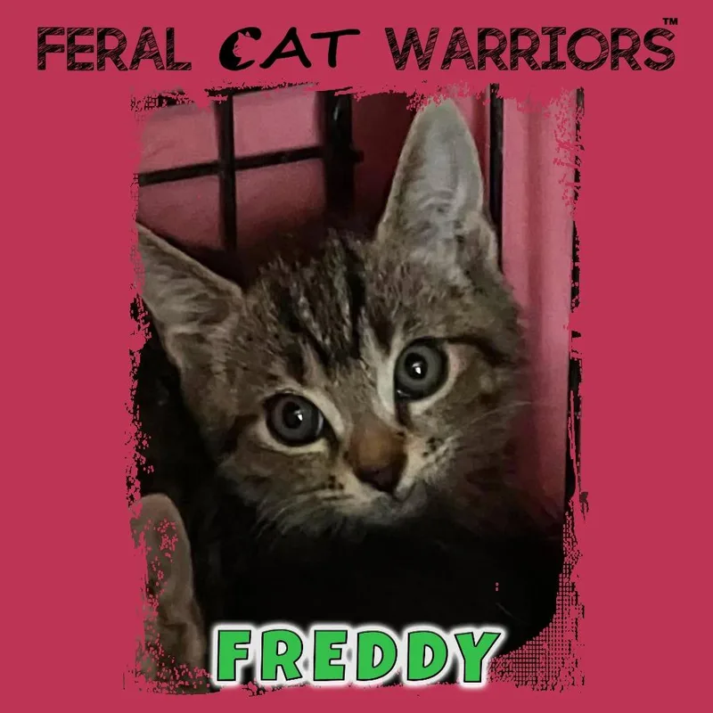 A baby small-sized male Brown / Chocolate Domestic Short Hair cat named Freddy for adoption in Kingman, AZ